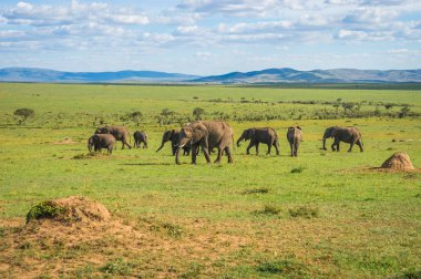 Kenya'daki Masai Mara Afrika filler