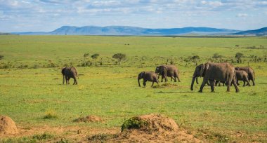 Kenya'daki Masai Mara Afrika filler