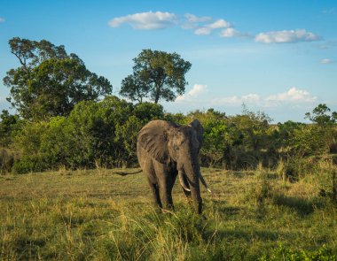 Kenya'daki Masai Mara Afrika filler