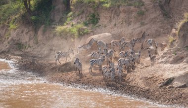 Zebralar ve antilop Masai M Serengeti göç sırasında