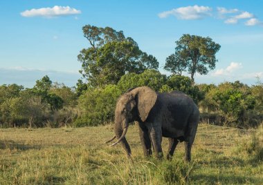 Kenya'daki Masai Mara Afrika filler