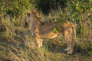 Dişi aslan avcı Masai Mara doğa rezerv Kenya