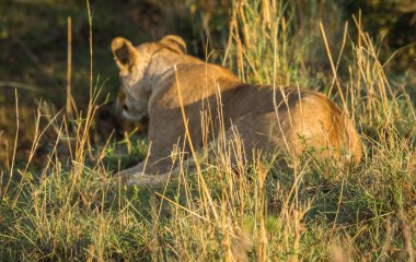 Dişi aslan avcı Masai Mara doğa rezerv Kenya