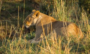 Dişi aslan avcı Masai Mara doğa rezerv Kenya