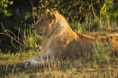 Masai Mara doğada büyük erkek aslan Kenya'da rezerv