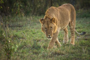 Dişi aslan avcı Masai Mara doğa rezerv Kenya