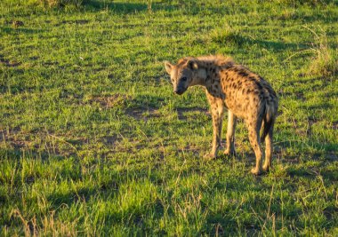 Kenya'daki Masai Mara kırmızı sırtlan