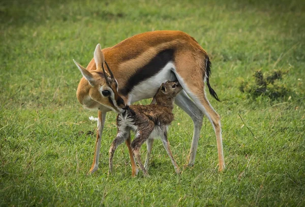 Antilope thompson und ihr neugeborenes Baby in masai mara, kenia — Stockfoto