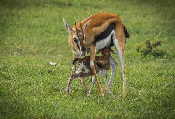 Antelope Thompson and her newborn baby in Masai Mara, Kenya — Stock Photo, Image