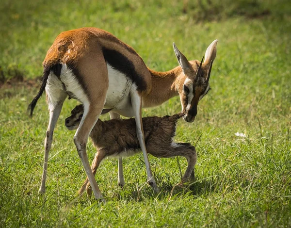 Antilop Thompson ve yeni doğan bebeği Masai Mara, Kenya