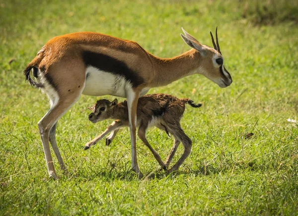 Antilop Thompson ve yeni doğan bebeği Masai Mara, Kenya