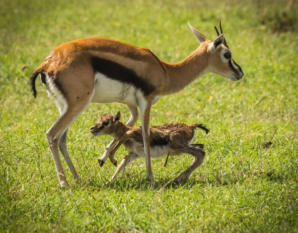 Antilop Thompson ve yeni doğan bebeği Masai Mara, Kenya