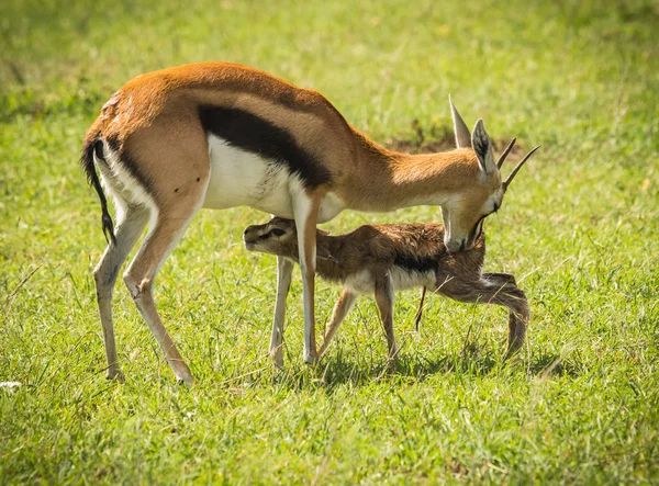Antilop Thompson ve yeni doğan bebeği Masai Mara, Kenya