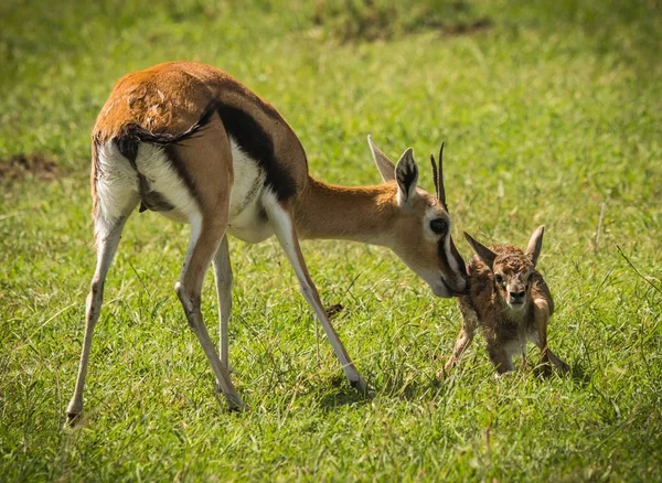 Antelope Thompson and her newborn baby in Masai Mara, Kenya — Stock Photo, Image