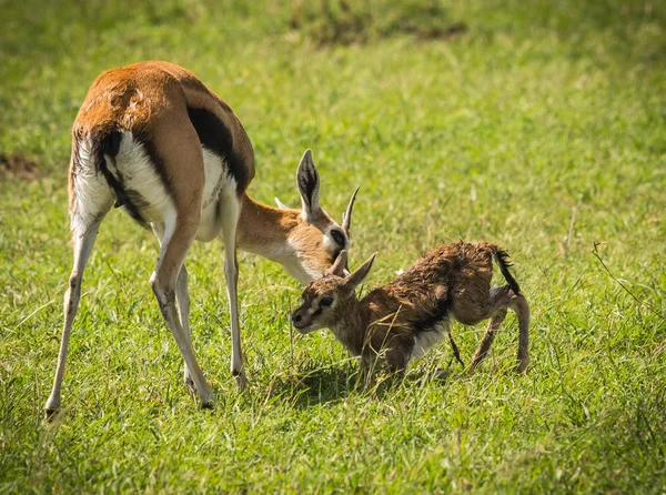 羚羊汤普森和她的新生婴儿在马赛马拉, 肯尼亚 — 图库照片