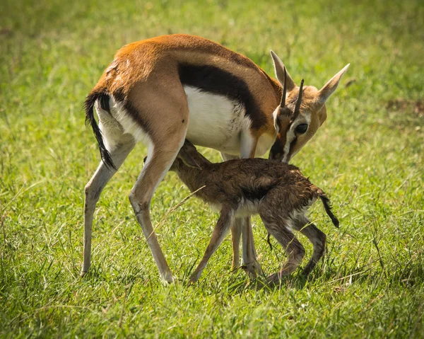 Antelope Thompson and her newborn baby in Masai Mara, Kenya — Stock Photo, Image