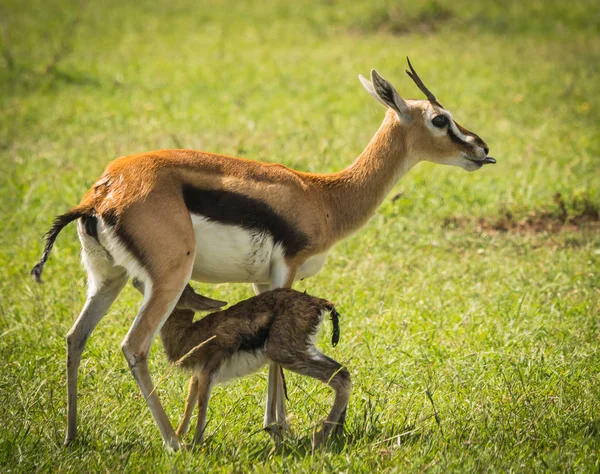 羚羊汤普森和她的新生婴儿在马赛马拉, 肯尼亚 — 图库照片