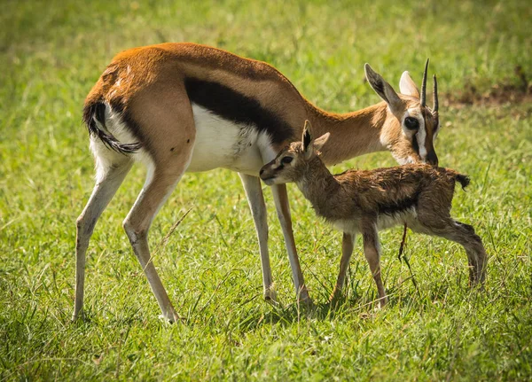Antelope Thompson en haar pasgeboren baby in Masai Mara, Kenia — Stockfoto