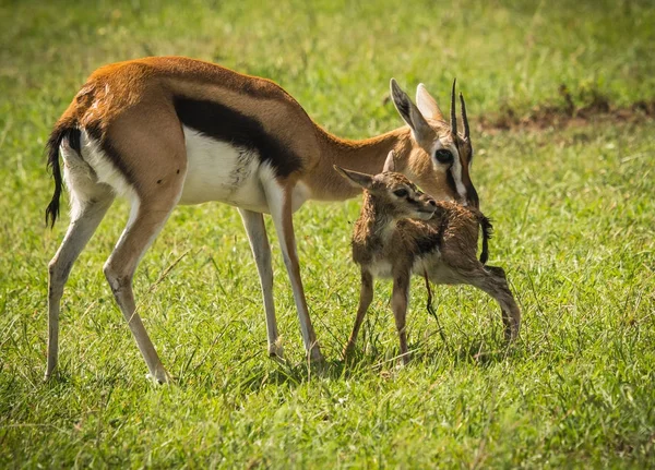 Antilop Thompson ve yeni doğan bebeği Masai Mara, Kenya