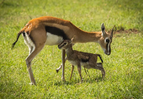 Antelope Thompson y su bebé recién nacido en Masai Mara, Kenia — Foto de Stock