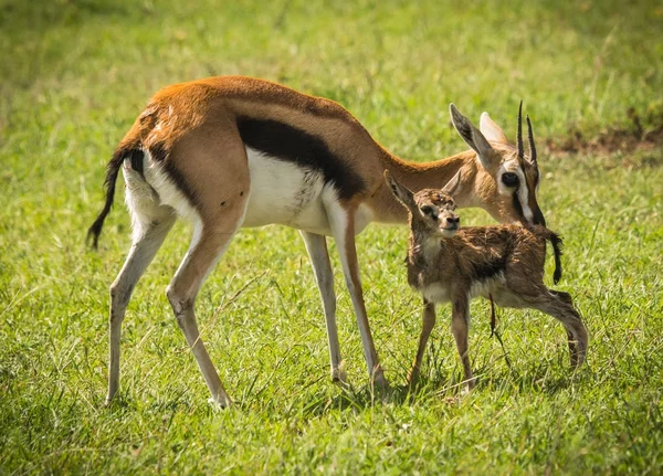 Antilop Thompson ve yeni doğan bebeği Masai Mara, Kenya