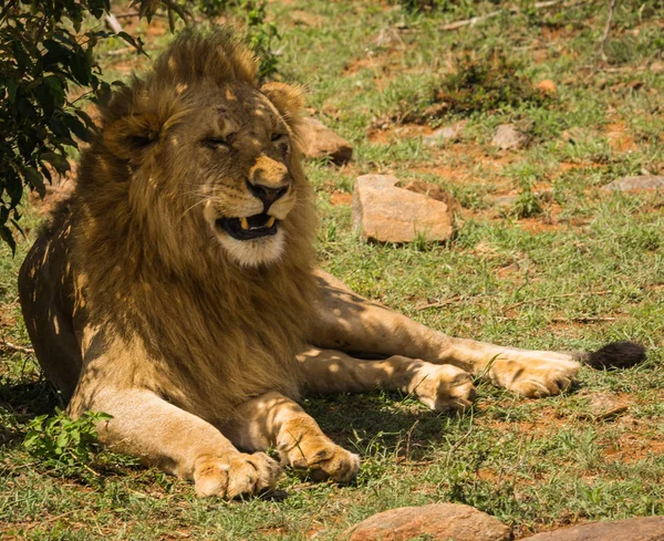 Leeuwenkoning in de natuur van de Masai Mara reserve in Kenia — Stockfoto