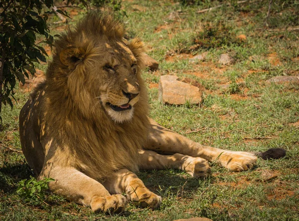 Leeuwenkoning in de natuur van de Masai Mara reserve in Kenia — Stockfoto