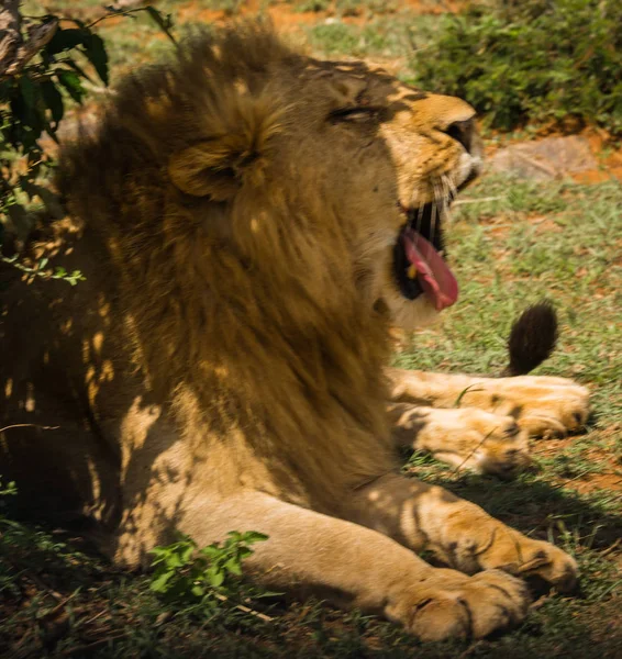 Rezerwy król lew w przyrodzie Masai Mara w Kenii — Zdjęcie stockowe