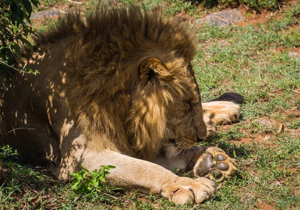 Leeuwenkoning in de natuur van de Masai Mara reserve in Kenia — Stockfoto