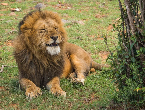 Grande leão macho na reserva natural Masai Mara no Quênia — Fotografia de Stock