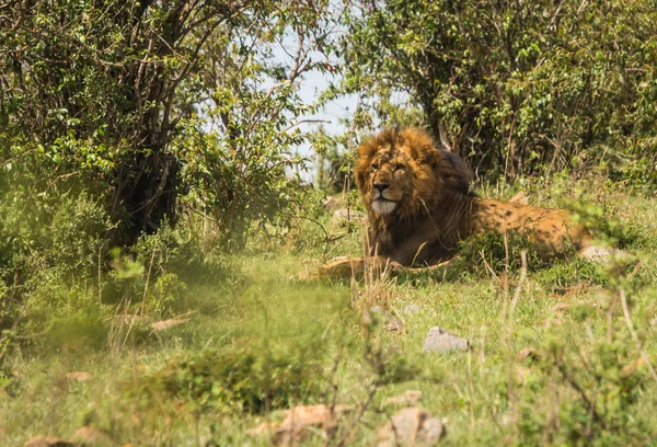 Lion king in Masai Mara nature reserve in Kenya — Stock Photo, Image