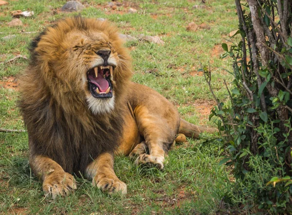 Big male lion in Masai Mara nature reserve in Kenya — Stock Photo, Image