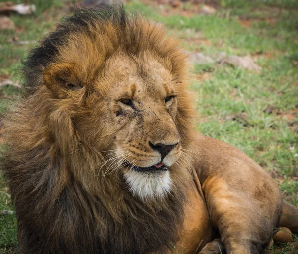 Rei leão em Masai Mara reserva natural no Quênia — Fotografia de Stock