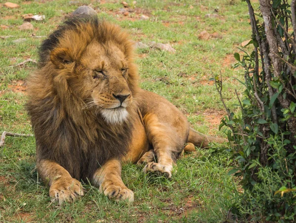 Большой лев в заповеднике Масаи Мара в Кении — стоковое фото