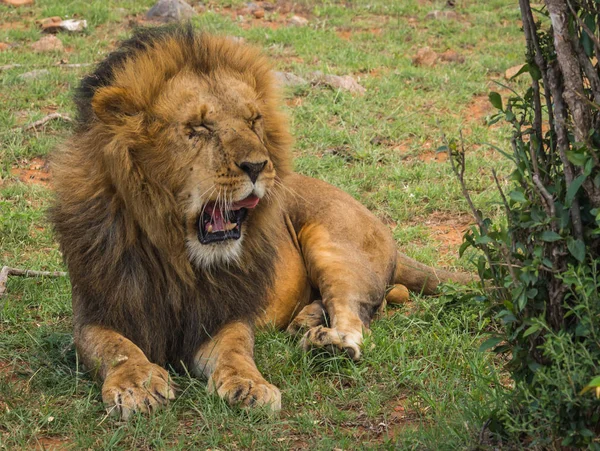 Rezerwy duży samiec Lwa w przyrodzie Masai Mara w Kenii — Zdjęcie stockowe