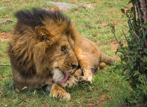 ケニアのマサイマラ国立保護区自然の中の大きな雄ライオンを予約します。 — ストック写真