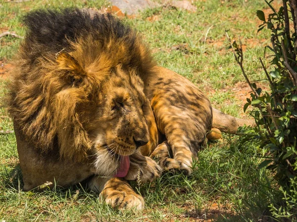 ケニアのマサイマラ国立保護区自然の中の大きな雄ライオンを予約します。 — ストック写真