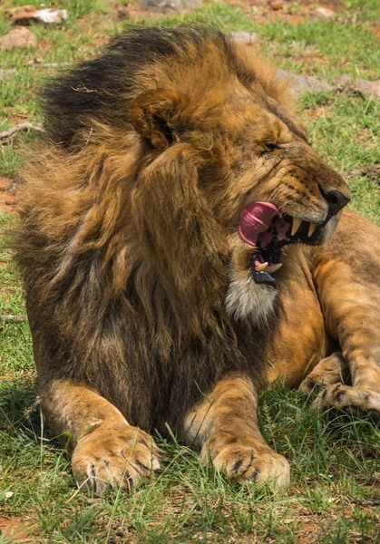 Grande leone maschio nella riserva naturale di Masai Mara in Kenya — Foto Stock