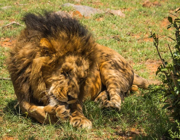 Grote mannetjes leeuw in de natuur van de Masai Mara reserve in Kenia — Stockfoto