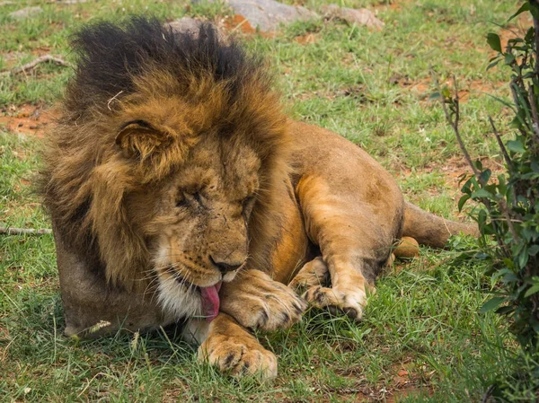 Grande leão macho na reserva natural Masai Mara no Quênia — Fotografia de Stock