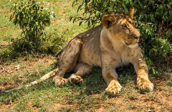 肯尼亚马赛马拉自然保护区的母狮猎人 — 图库照片