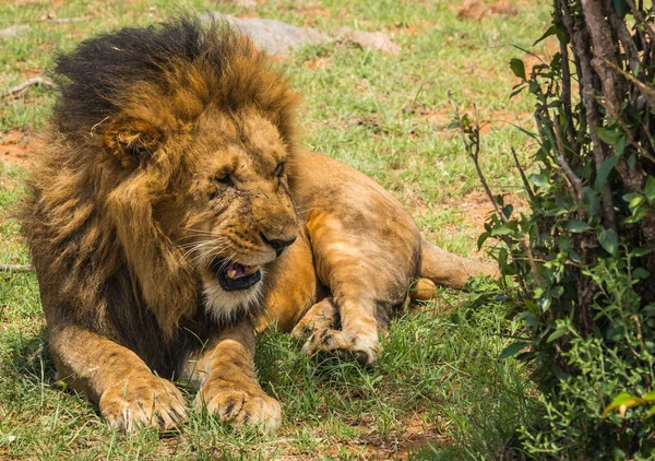 Gran león macho en la reserva natural Masai Mara en Kenia — Foto de Stock