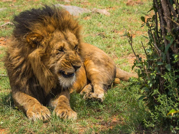 Gran león macho en la reserva natural Masai Mara en Kenia — Foto de Stock