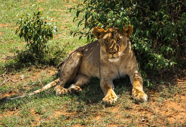 Grote mannetjes leeuw in de natuur van de Masai Mara reserve in Kenia — Stockfoto