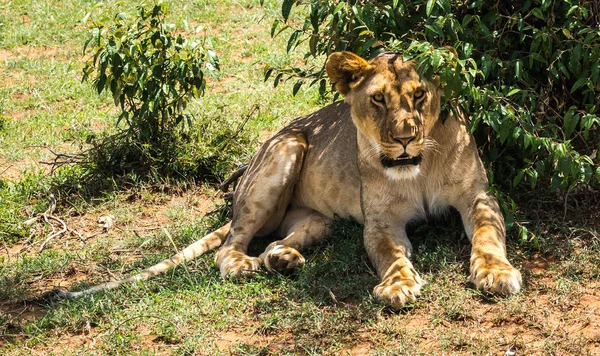 Nagy hím oroszlán jellegű Masai Mara tartalék Kenya — Stock Fotó