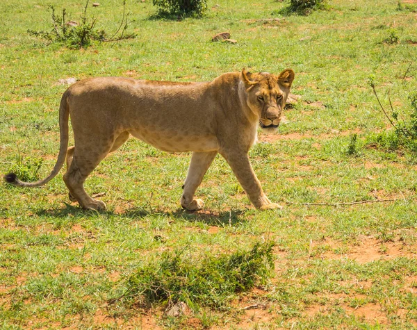 Caçadora de leoa na reserva natural Masai Mara no Quênia — Fotografia de Stock