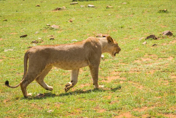 Chasseur de lionne dans la réserve naturelle de Masai Mara au Kenya — Photo