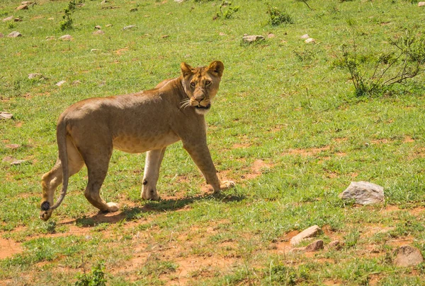 Cacciatrice di leoni nella riserva naturale di Masai Mara in Kenya — Foto Stock