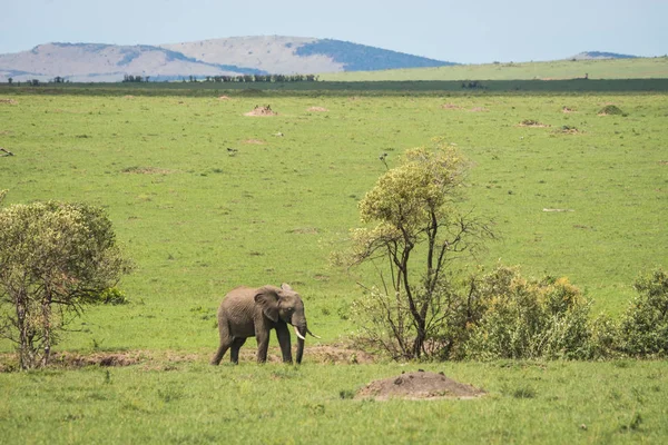 Kenya'daki Masai Mara Afrika filler