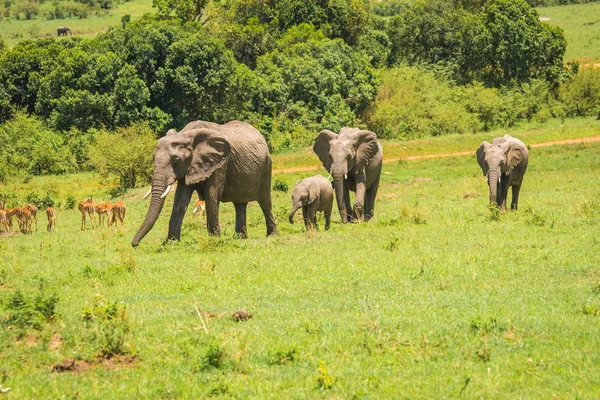 Słonie afrykańskie w Masai Mara w Kenii — Zdjęcie stockowe